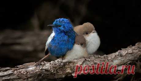 World birds (@worldbirds32) / Twitter