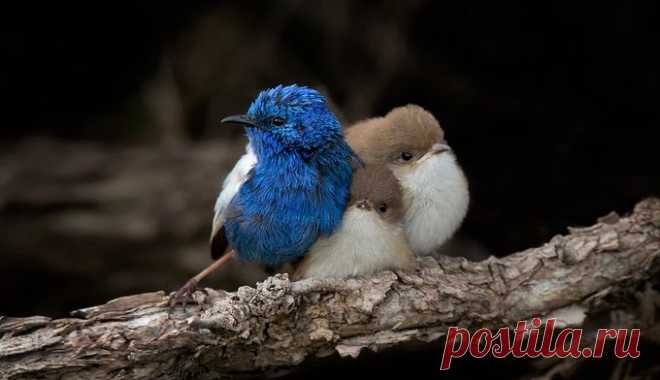 World birds (@worldbirds32) / Twitter