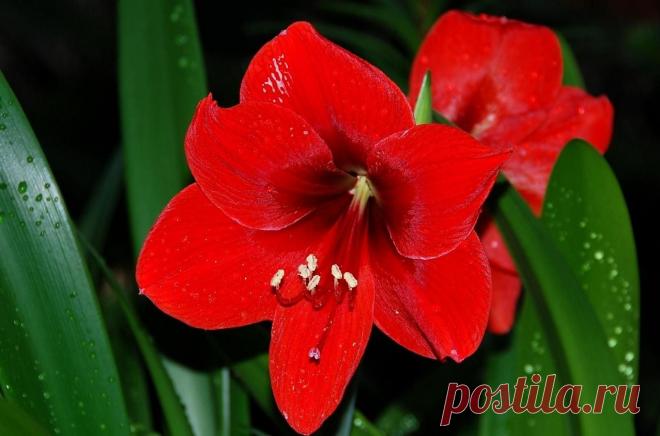 Топ-30 опасных комнатных растений