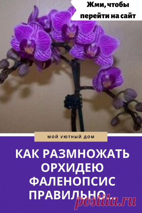 Советы как размножить орхидею
