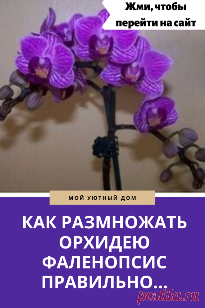 Советы как размножить орхидею