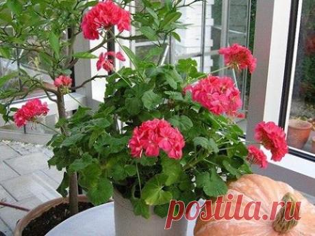 ЛЕЧЕБНАЯ ГЕРАНЬ НА ОКОШКЕ ◄ О лекарственных... - Наслаждаться здоровьем.