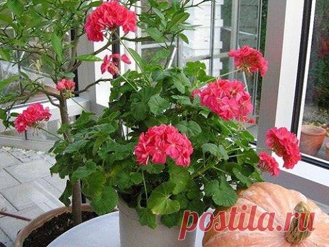 ЛЕЧЕБНАЯ ГЕРАНЬ НА ОКОШКЕ ◄ О лекарственных... - Наслаждаться здоровьем.