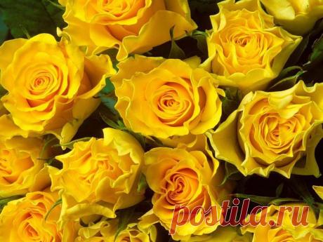 цветотерапия цветы: 5 тыс изображений найдено в Яндекс.Картинках