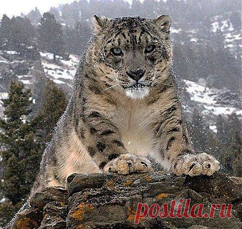 Хозяин гор - ирбис (снежный барс)