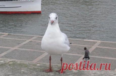 На эти фото стоит посмотреть дважды (15 фото-приколов без фотошопа)