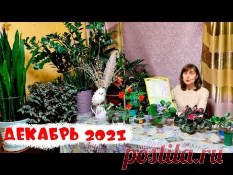 ЧТО И КОГДА ПОСАДИТЬ В ДЕКАБРЕ. Лунный посевной календарь декабрь 2021. Какие растения, цветы?
