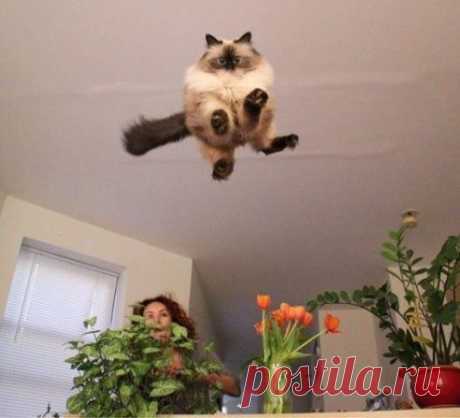Котопульта!
