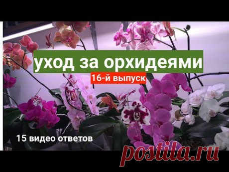 уход за орхидеями 15 вопросов / фитоверм для орхидей и панцирный клещ