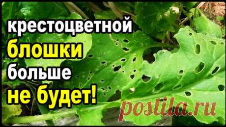 Как легко побороть крестоцветную блошку навсегда! | Практичный Огород | Дзен
