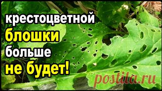 Как легко побороть крестоцветную блошку навсегда! | Практичный Огород | Дзен