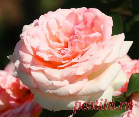 s-13483.jpg (2629×2224)