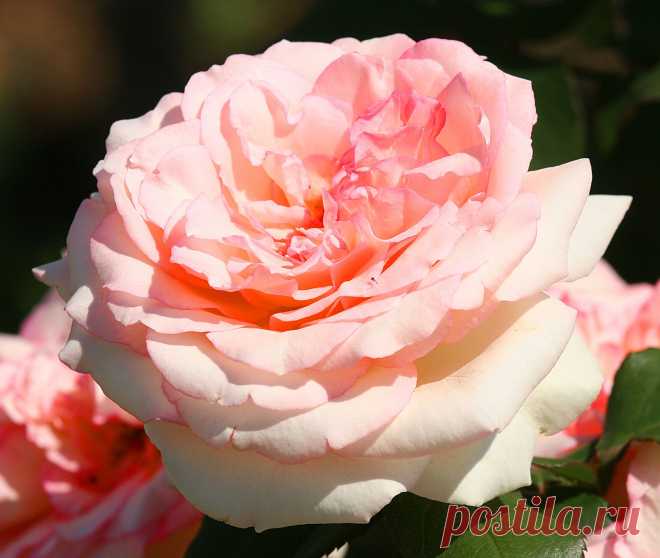 s-13483.jpg (2629×2224)