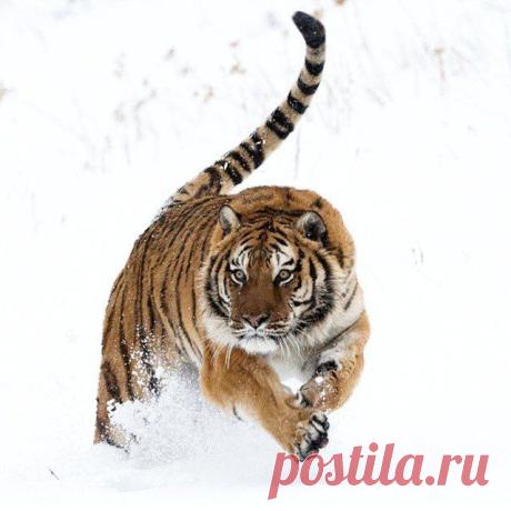 ♥ ЖИВОТНЫЕ ♥ ПРИРОДА ♥