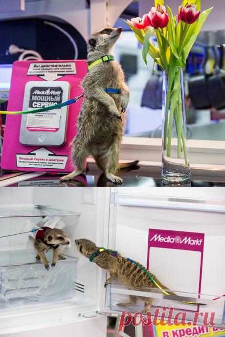 Как сурикату Грише нашли любовь.