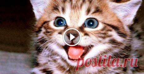 Каждый раз, когда хозяин приходит домой, этот котёнок начинает прыгать от счастья