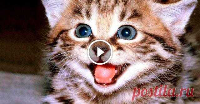 Каждый раз, когда хозяин приходит домой, этот котёнок начинает прыгать от счастья