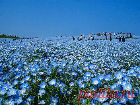 ВОТ ТАК ЦВЕТЁТ ЛЁН
Зіна Тоненчук
В Японии в школьной программе есть уроки любования природой.
florium.ua