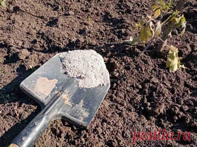 Этот ингредиент из вашей кухни спасёт компост от запаха: вы удивитесь, как это просто. Ваша компостная куча напоминает болото, а соседи жалуются на запах?