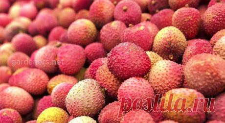 Выращивание личи дома - экзотика у вас на подоконнике | Огородники Личи – это необычный экзотический фрукт, который при большом желании и соблюдении всех соответствующих норм, можно вырастить у себя дома. Сомневаетесь? А вы попробуйте, тем более, что все рекомендации изложены четко и доступно.