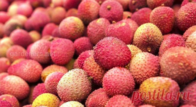 Выращивание личи дома - экзотика у вас на подоконнике | Огородники Личи – это необычный экзотический фрукт, который при большом желании и соблюдении всех соответствующих норм, можно вырастить у себя дома. Сомневаетесь? А вы попробуйте, тем более, что все рекомендации изложены четко и доступно.