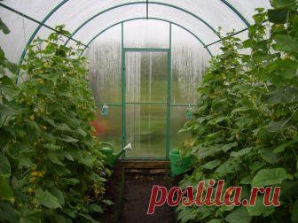 Как избавиться от муравьев в теплице — советы специалисто 
Многие из нас еще со школы, из художественных классических произведений русской литературы и мультфильмов помнят, какую пользу приносят муравьи в природе. Но садоводы и огородники озадачены вопросом,…