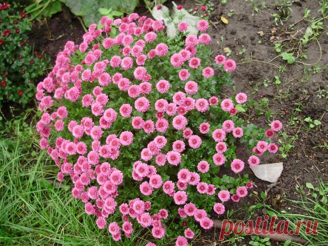 ЦВЕТЫ ОСЕНИ