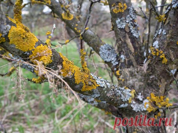 Обработка деревьев и кустарников железным купоросом