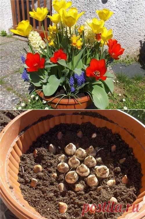 Клумба из луковичных в горшках. Готовим с осени!