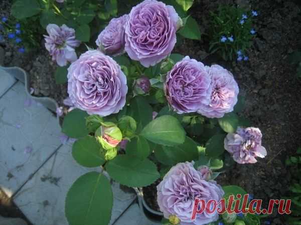 План подкормок садовых роз и борьба с болезнями
