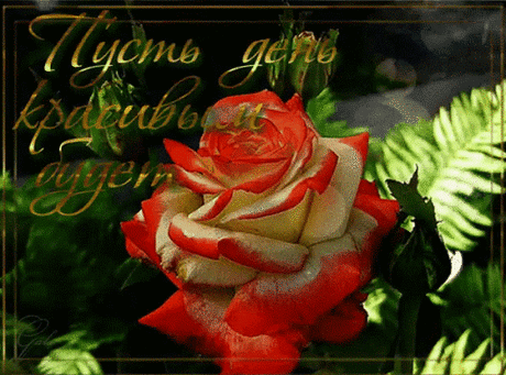 NATA Liya - Google+
