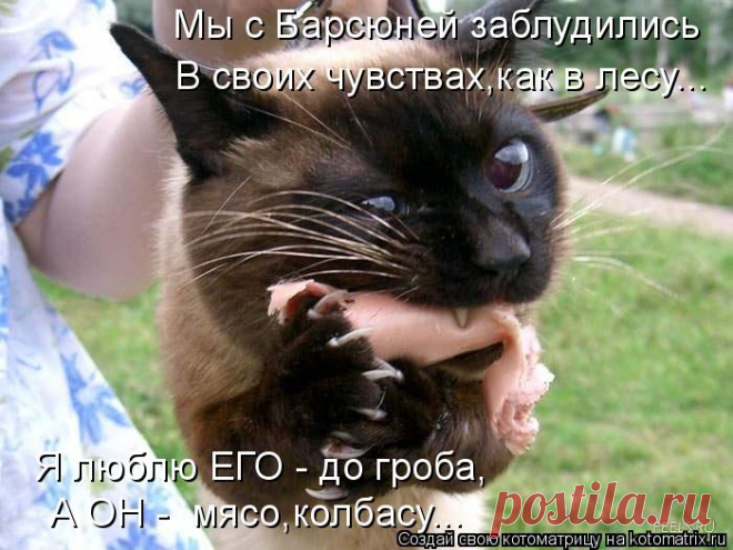 Котоматрица: Случайные котоматрицы