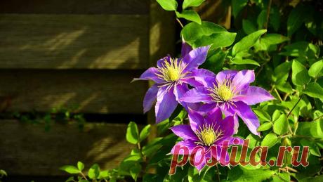 Король вьющихся растений — клематис: посадка и уход