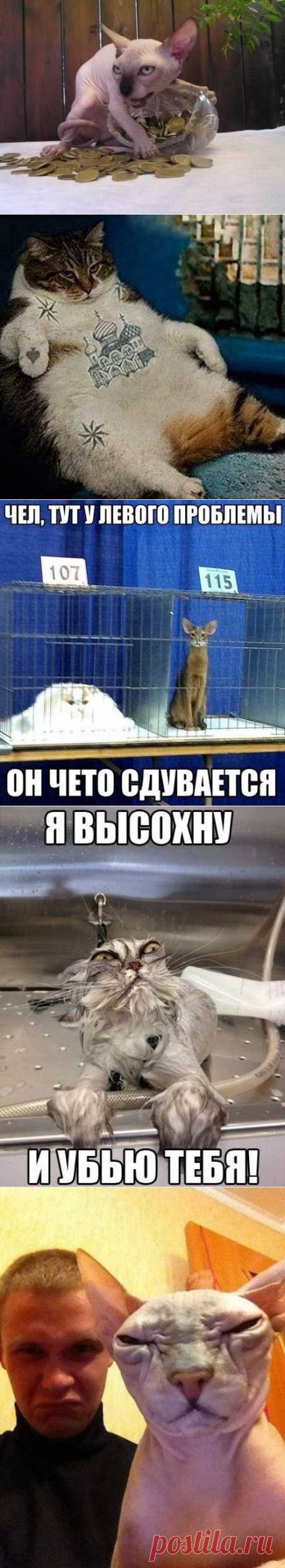котики Поиск