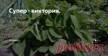 Супер - виктория. Хотите вырастить крепкую, здоровую и урожайную клубнику в своём саду?
Тогда эти советы пригодятся.
Я называю клубнику садовую по-старинке - виктория. Потому что такое название этой ягоды я привыкла слышать с детства. А клубникой мы называли ту, которую собирали в полях.
Несколько советов по выращиванию виктории достались от моей бабушки, ими пользуюсь до сих пор. А некоторые озвучу уже из своего о