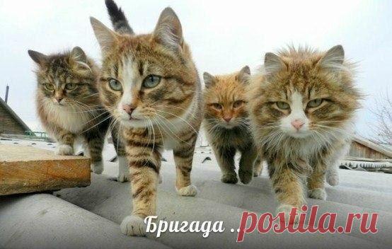 Бригада | Позитив