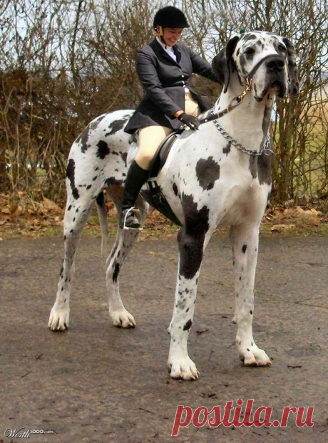 Найдено на сайте cutedogsnpets.blogspot.com.