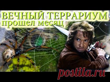 Вечный террариум - [1 месяц спустя] - YouTube