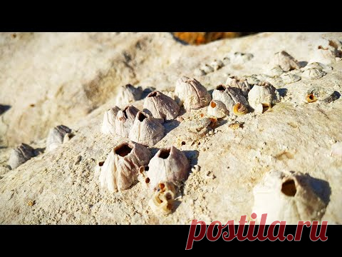 #Croatia #Crikvenica Активная жизнь на дне,море после отлива