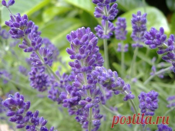 Как сохранить лаванду и розмарин зимой? / зимовка / 7dach.ru