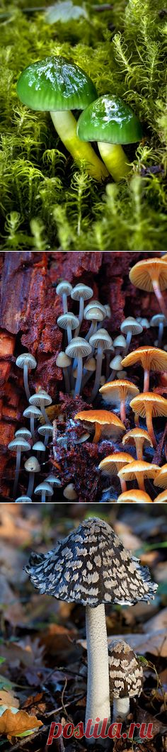 (1070) Mushroomclimber | Amazing Pictures - Amazing Pictures, Images, Photography from Travels All Aronud the World | Mushrooms