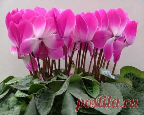 Цикламен (Cyclamen) -название рода происходит от греческого kyklos - круг: по форме клубней этого растения. Около 15 видов клубневых травянистых многолетников, распространенных в Центральной Европе, от Средиземноморья до Ирана. В комнатной культуре распространены цикламен персидский и цикламен европейский.
В качестве выгоночного растения цикламен персидский украсит любое помещение поздней осенью и зимой, в период своего цветения, с октября по май в зависимости от сорта.
 А теперь сладости.