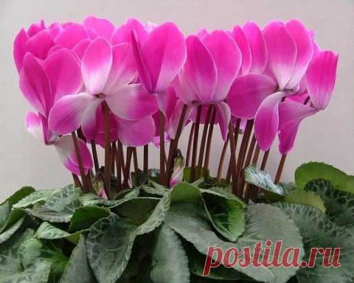 Цикламен (Cyclamen) -название рода происходит от греческого kyklos - круг: по форме клубней этого растения. Около 15 видов клубневых травянистых многолетников, распространенных в Центральной Европе, от Средиземноморья до Ирана. В комнатной культуре распространены цикламен персидский и цикламен европейский.
В качестве выгоночного растения цикламен персидский украсит любое помещение поздней осенью и зимой, в период своего цветения, с октября по май в зависимости от сорта.
 А теперь сладости.