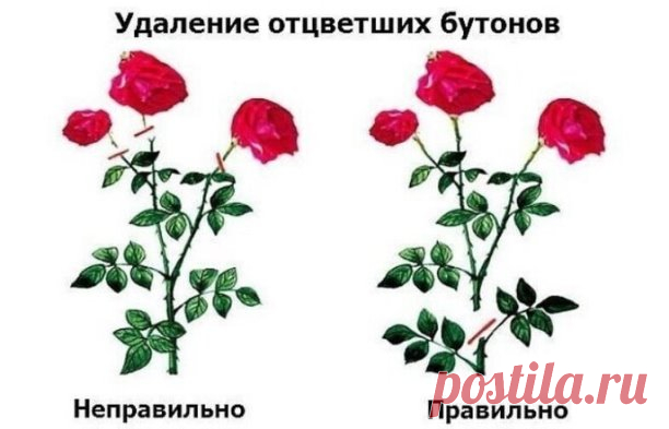 Регулярная обрезка роз – залог их пышного цветения и хорошего роста новых побегов.

Однако очень важно проводить ее правильно. Иначе можно погубить растение. Мы расскажем, как этого не допустить.
Существуют несколько видов (степеней) обрезки. Они зависят от сезона, группы, к которой принадлежит роза, и высоты побегов растения.
 Короткая (низкая), или сильная, обрезка роз.
Применяется весной (после снятия зимнего укрытия) для чайно-гибридных, полиантовых и роз флорибунда. А...