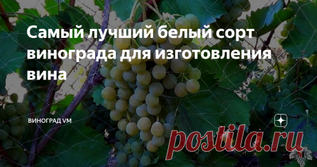 Самый лучший белый сорт винограда для изготовления вина В данном выпуске я продолжу рассказывать Вам о самых лучших сортах винограда для производства вина.
А именно, сегодня я расскажу о самом лучшем сорте винограда для производства белого вина.