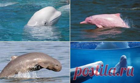 Интересные факты о дельфинах