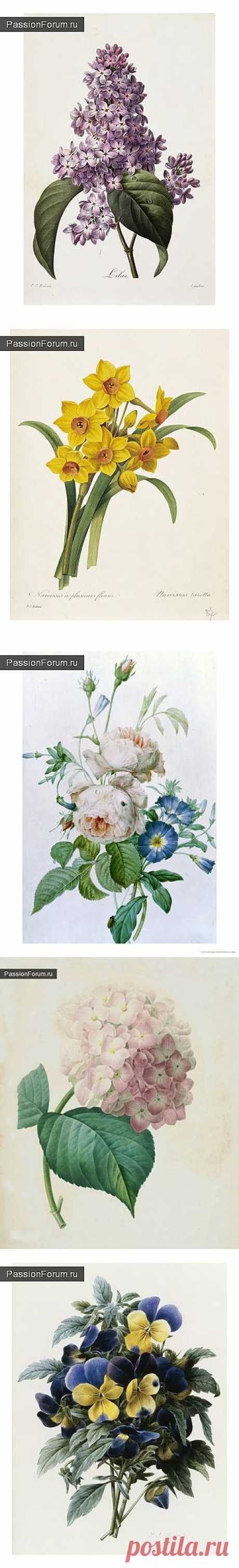 Из ботанического альбома Пьера-Жозефа Редуте / Картинки для декупажа / PassionForum - мастер-классы по рукоделию