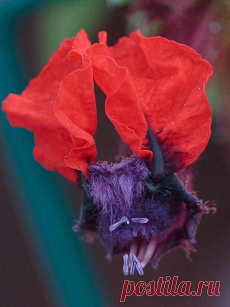 Куфея с мордочкой летучей мыши