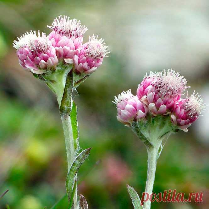 Лекарственное растение Кошачья лапка двудомная (Antennaria dioica). Многолетнее растение высотой 5-10 см с отпрысками и неразветвленным восходящим или прямостоячим стеблем. Прикорневые листья лопатчатые или обратно-яйцевидные, образуют розетку. Стеблевые листья линейно-ланцетные, спереди заостренные, прижаты к стеблю; все листья с верхней стороны опушены или голые, с нижней стороны - с белым волосистым опушением; выражена одна жилка. Растение двудомное (отсюда и название).