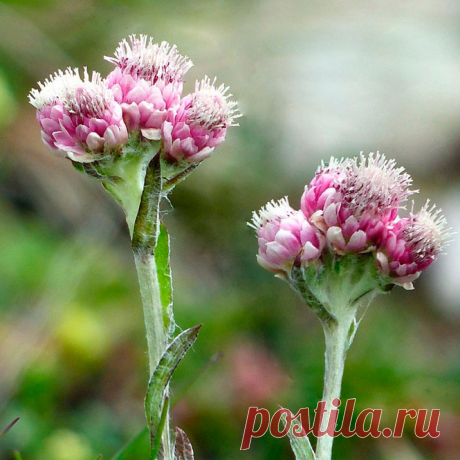 Лекарственное растение Кошачья лапка двудомная (Antennaria dioica). Многолетнее растение высотой 5-10 см с отпрысками и неразветвленным восходящим или прямостоячим стеблем. Прикорневые листья лопатчатые или обратно-яйцевидные, образуют розетку. Стеблевые листья линейно-ланцетные, спереди заостренные, прижаты к стеблю; все листья с верхней стороны опушены или голые, с нижней стороны - с белым волосистым опушением; выражена одна жилка. Растение двудомное (отсюда и название).